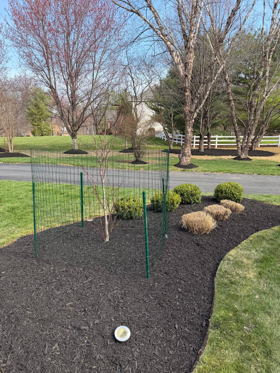 Newly planted tree and mulched bed installed by Green Diamond Landscaping in Baltimore County, MD