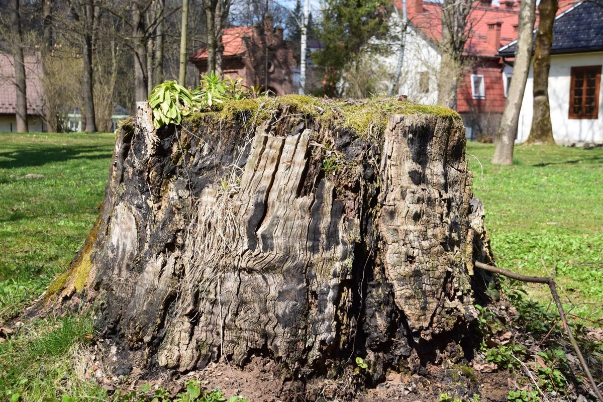 Tree stump ready for grinding — representative example, status unconfirmed