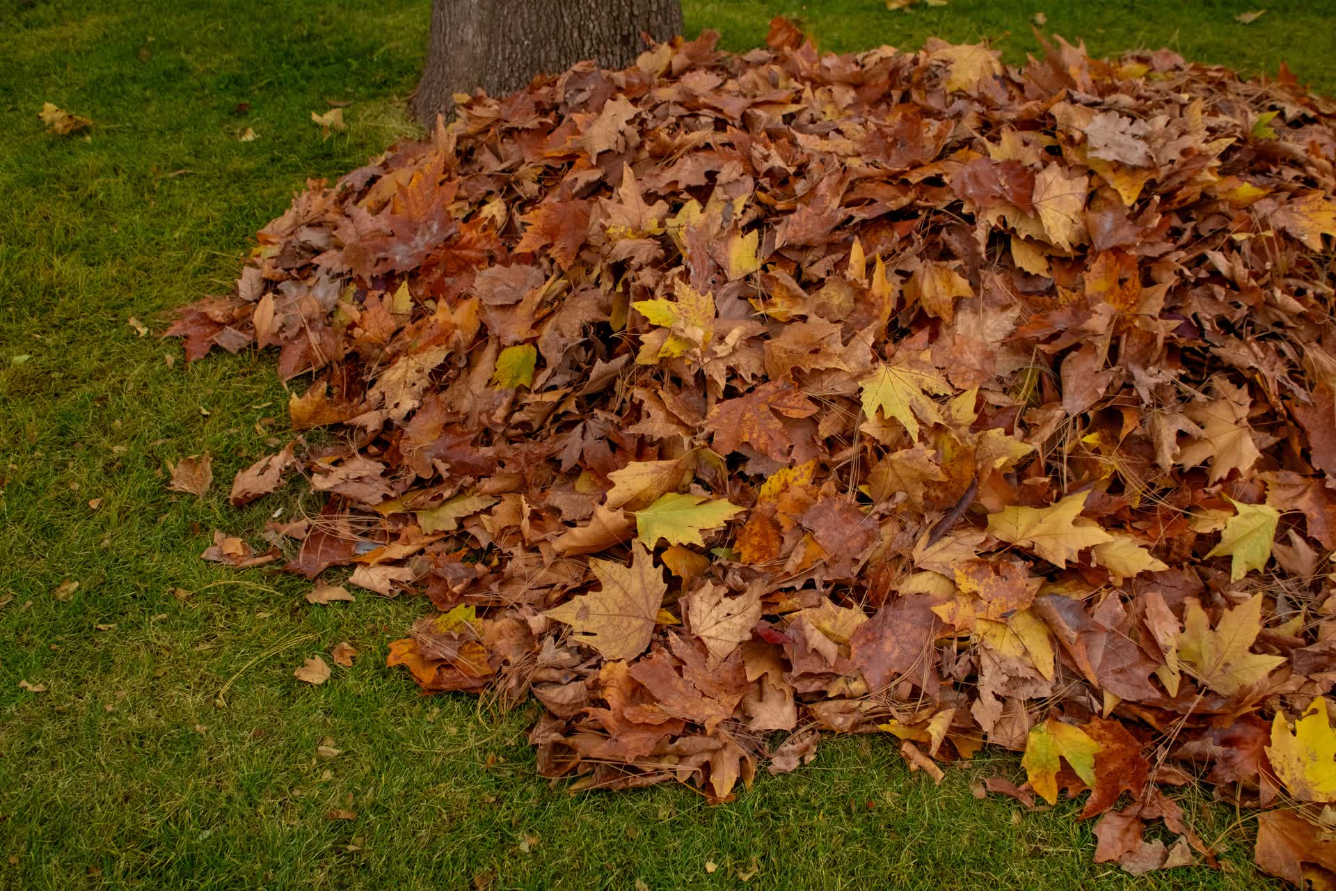 Seasonal yard cleanup and leaf removal