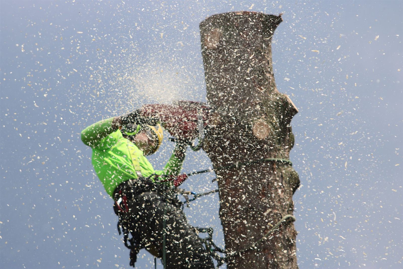 Professional tree removal service