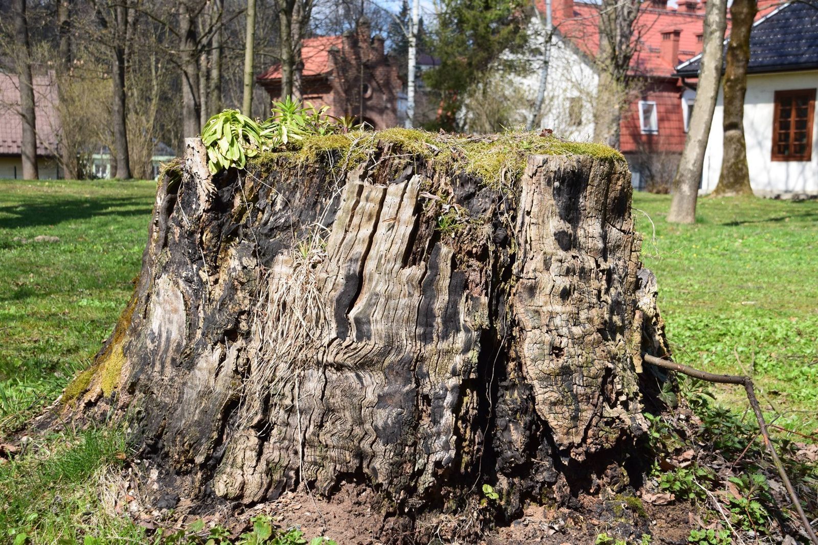 Tree stump ready for grinding and removal